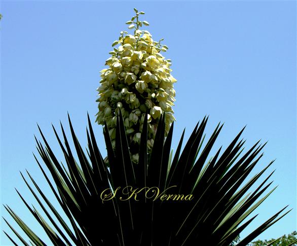 Inflorescence